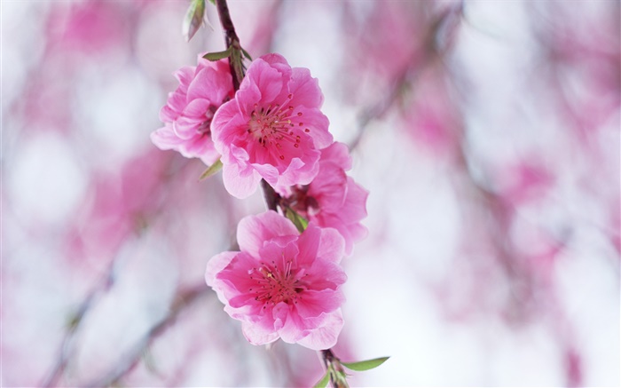 Rosa Pfirsichblüten Hintergrundbilder Bilder