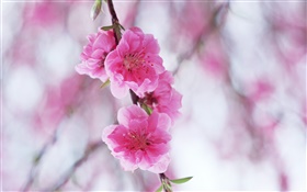 Rosa Pfirsichblüten HD Hintergrundbilder