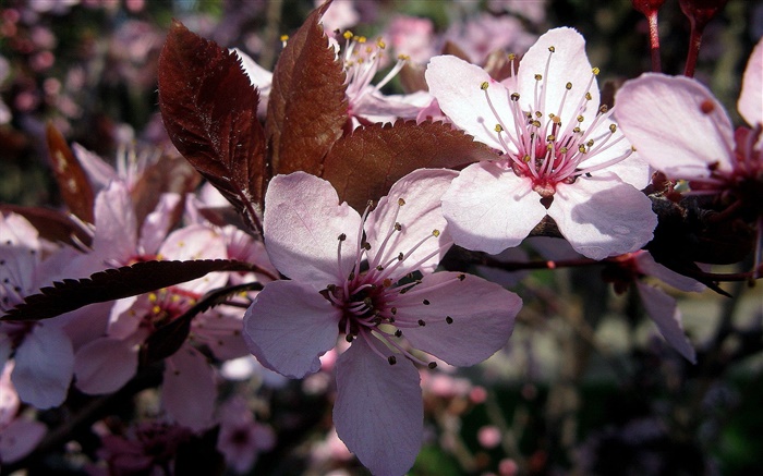 Rosa Pflaume Blumen close-up Hintergrundbilder Bilder
