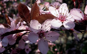 Rosa Pflaume Blumen close-up