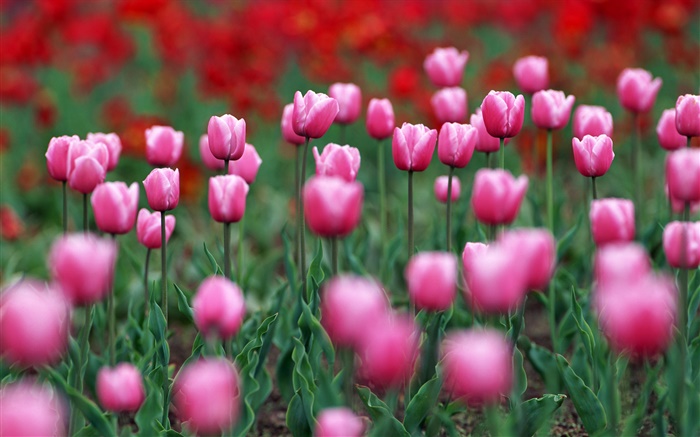 Rosa Tulpe Blumen Bereich Hintergrundbilder Bilder