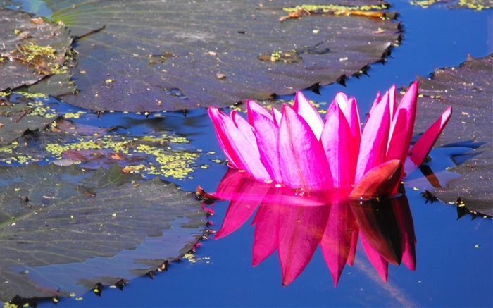 Rosa Seerose Blume, Teich Hintergrundbilder Bilder
