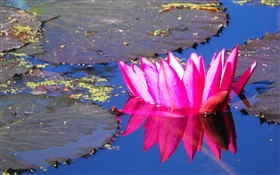 Rosa Seerose Blume, Teich