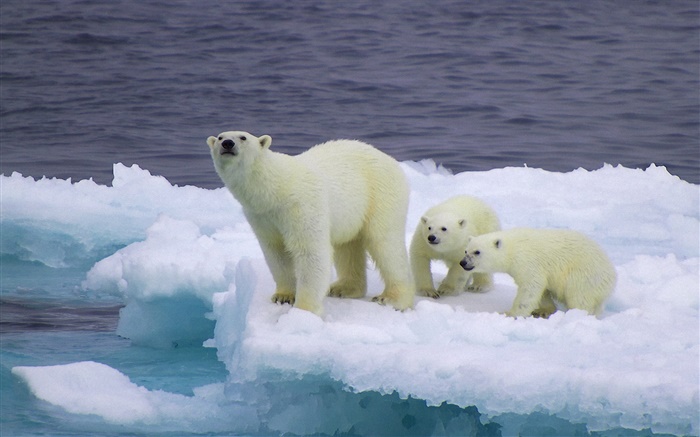 Eisbär und Junge, Eis, Kälte Hintergrundbilder Bilder