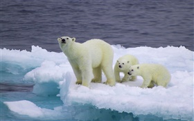 Eisbär und Junge, Eis, Kälte HD Hintergrundbilder