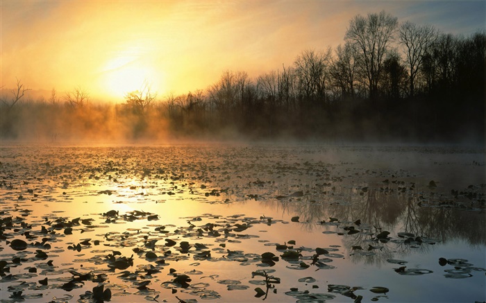 Teich, Bäume, Nebel, Sonnenaufgang Hintergrundbilder Bilder