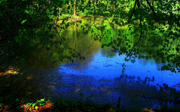 Teich, Bäume, Sonnenstrahlen Hintergrundbilder Bilder