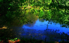 Teich, Bäume, Sonnenstrahlen HD Hintergrundbilder