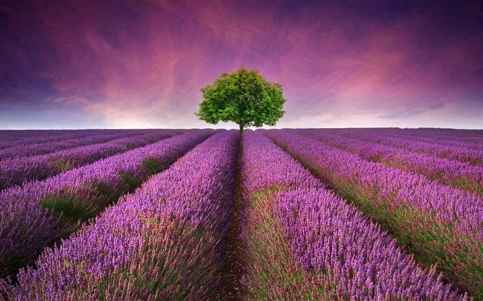 Lila Lavendel-Blumen Feld, Baum Hintergrundbilder Bilder