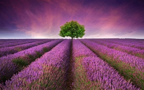 Lila Lavendel-Blumen Feld, Baum