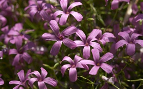 lila kleinen Blumen photography HD Hintergrundbilder