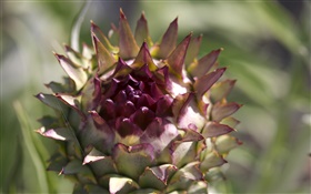 Lila kugelförmigen Blüten HD Hintergrundbilder