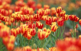 Farben rot und orange Blüten, Blumen Tulpe