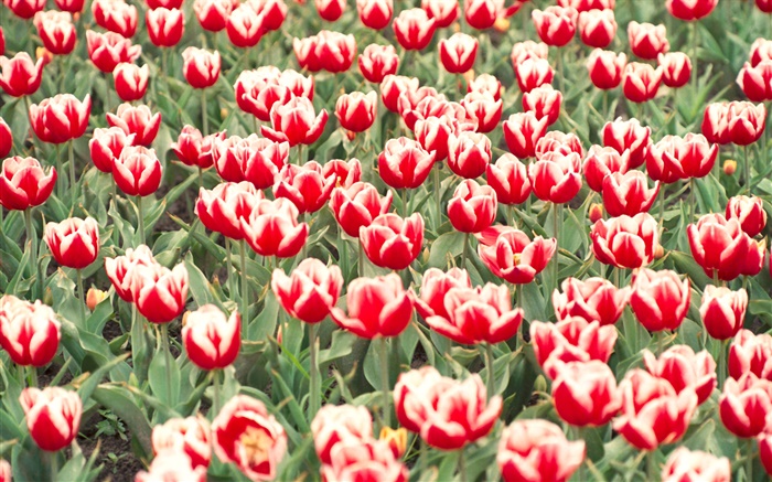 Rote und weiße Tulpen Blumen Hintergrundbilder Bilder