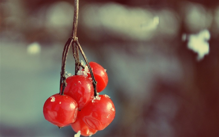 Rote Beeren, Bokeh Hintergrundbilder Bilder