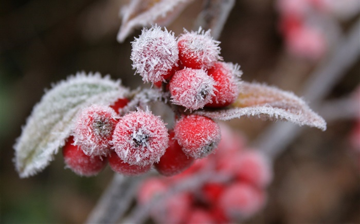 Rote Beeren, Schnee, Eis, Winter Hintergrundbilder Bilder