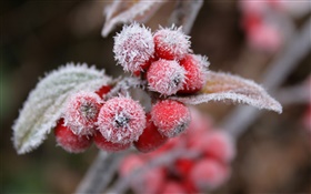 Rote Beeren, Schnee, Eis, Winter HD Hintergrundbilder