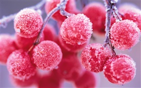 Rote Beeren, winter, frost HD Hintergrundbilder