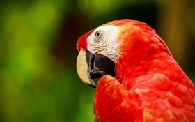 rote Feder macaw