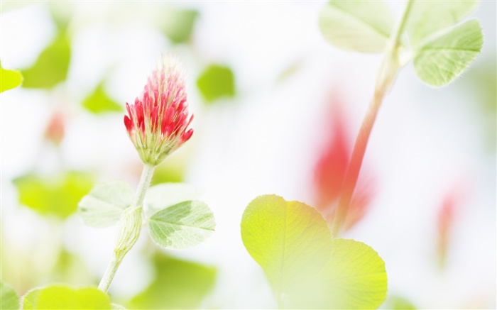 Rote Blume, grüne Blätter, Bokeh Hintergrundbilder Bilder