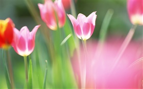 Rote Blumen, Tulpen, Unschärfe Hintergrund HD Hintergrundbilder