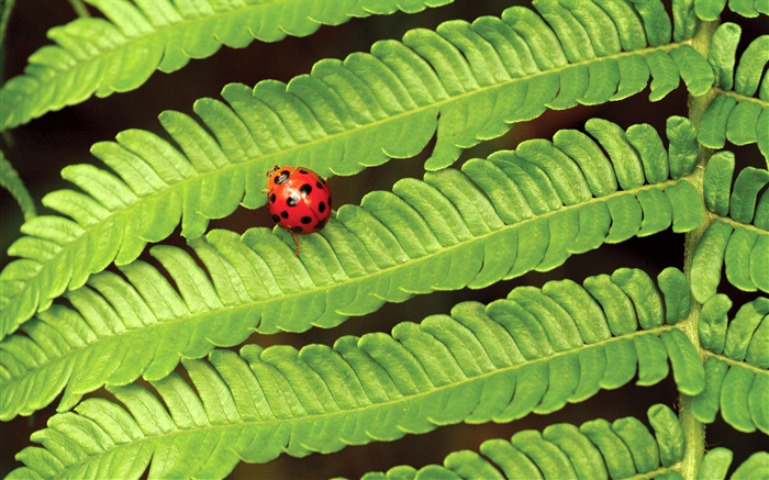 Roter Marienkäfer, grüne Blätter Hintergrundbilder Bilder