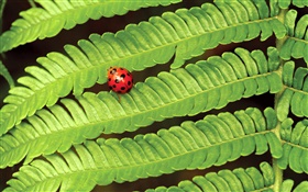 Roter Marienkäfer, grüne Blätter