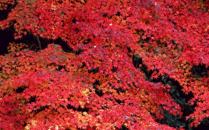 Rote Blätter, Herbst Hintergrundbilder Bilder