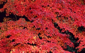 Rote Blätter, Herbst