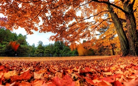 Rote Blätter fallen zu Boden, Bäume, Herbst HD Hintergrundbilder