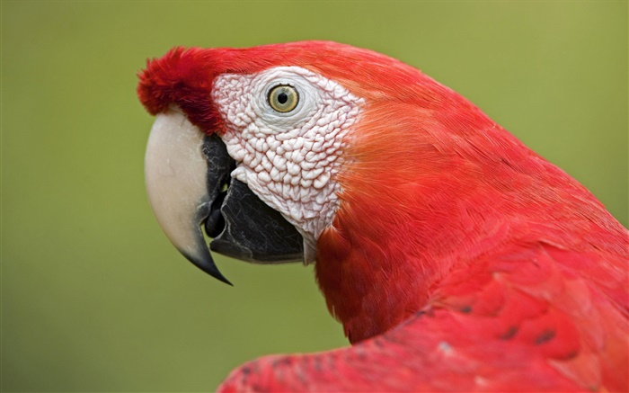 Red macaw close-up Hintergrundbilder Bilder