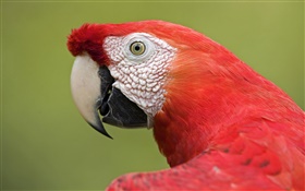 Red macaw close-up