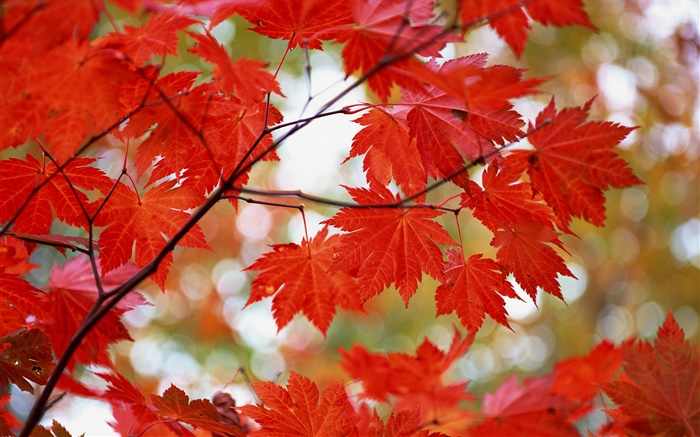 Rote Ahornblätter, Herbst Hintergrundbilder Bilder