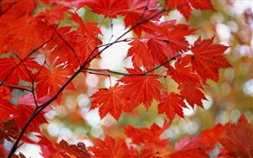 Rote Ahornblätter, Herbst HD Hintergrundbilder