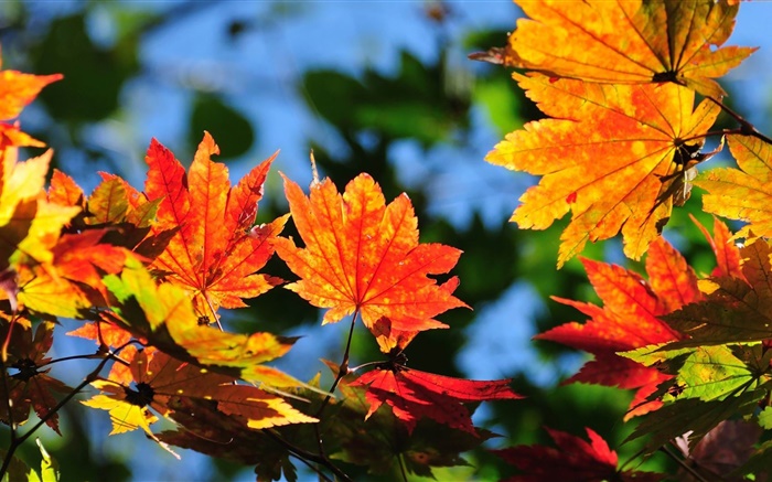 Red Ahornblätter, Bokeh, Herbst Hintergrundbilder Bilder