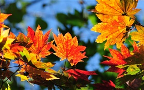 Red Ahornblätter, Bokeh, Herbst HD Hintergrundbilder