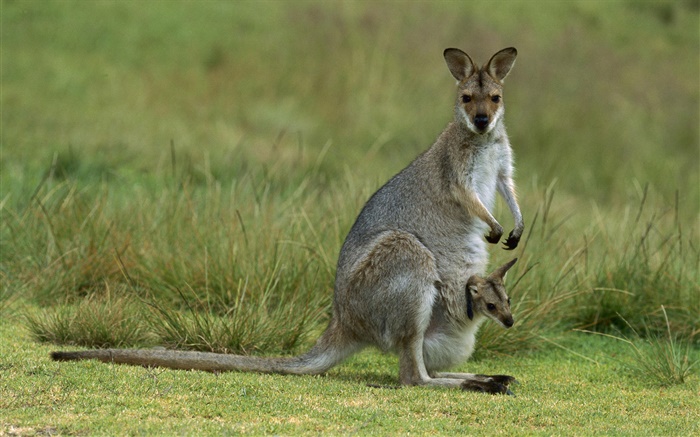 Rotnackenwallaby, Mutter mit Baby, Australien Hintergrundbilder Bilder