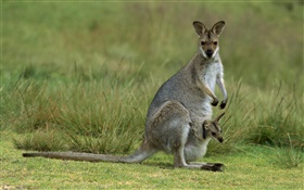 Rotnackenwallaby, Mutter mit Baby, Australien HD Hintergrundbilder