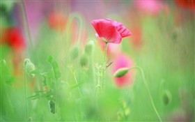 Rote Mohnblumen, verschwommene Hintergrund HD Hintergrundbilder