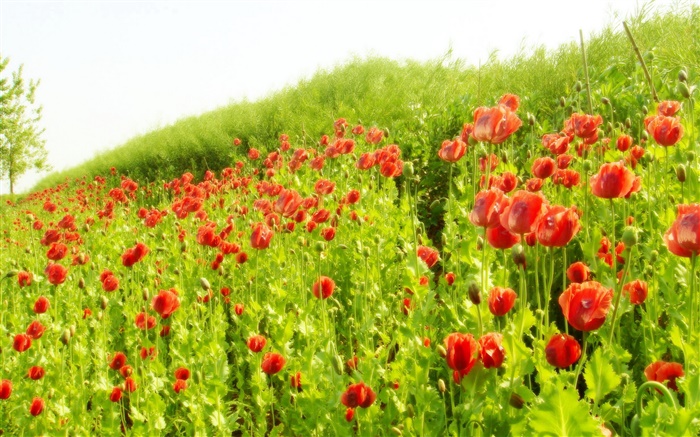 Rote Mohnblüte Feld unter der Sonne Hintergrundbilder Bilder
