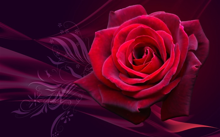 Rote Rose Blume close-up Hintergrundbilder Bilder