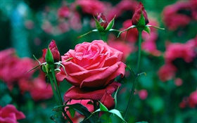 Rote Rosen Blumen im Garten HD Hintergrundbilder