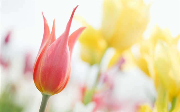 Rote Tulpe, Bokeh Hintergrundbilder Bilder