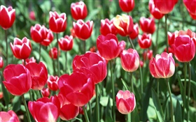 Rote Tulpe Blumen close-up HD Hintergrundbilder