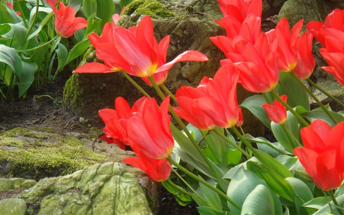 Rote Tulpe Blumen Bereich Seitenansicht Hintergrundbilder Bilder