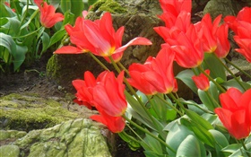 Rote Tulpe Blumen Bereich Seitenansicht HD Hintergrundbilder