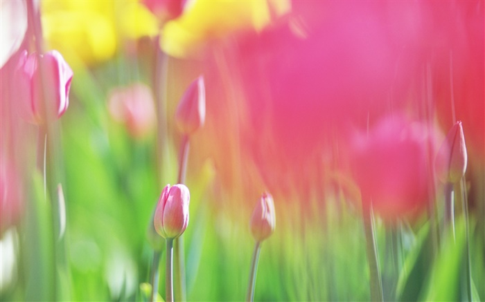 Rote Tulpen Blumen, verschwommen Hintergrund Hintergrundbilder Bilder