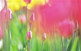 Rote Tulpen Blumen, verschwommen Hintergrund HD Hintergrundbilder