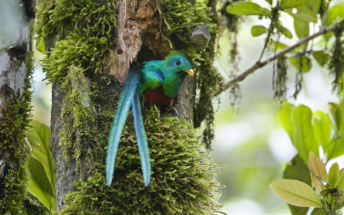 Quetzal, aus dem Nest, blauer Feder Vogel, Costa Rica Hintergrundbilder Bilder