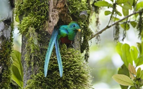 Quetzal, aus dem Nest, blauer Feder Vogel, Costa Rica HD Hintergrundbilder